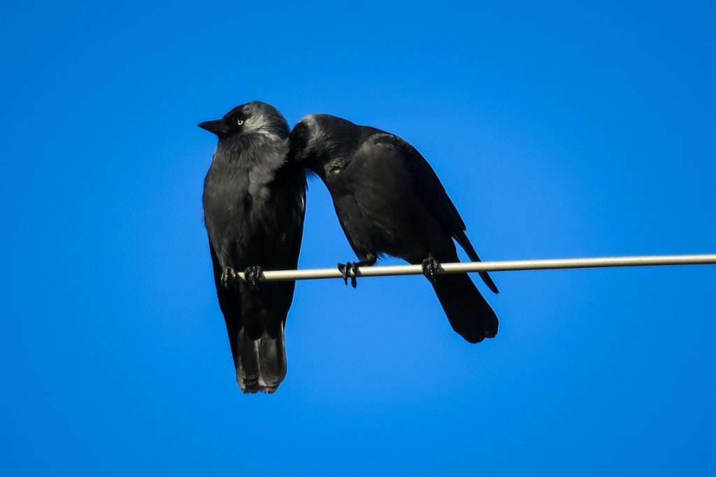 Jackdaws, pair, clean — Comparing No Contract Alarm Monitoring for Your Needs