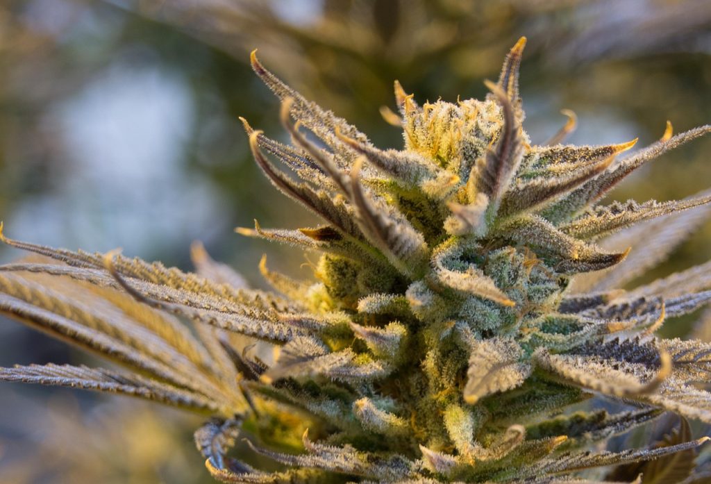 Pot, weed, plant — Extracts online Canada providing high-quality concentrates and oils for delivery
