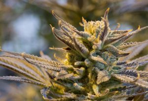 Pot, weed, plant — Extracts online Canada providing high-quality concentrates and oils for delivery