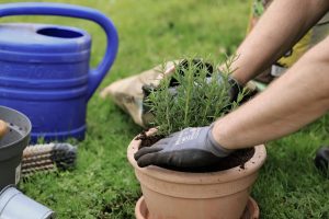 A gardener planting herbs in a terracotta pot with a watering can nearby on a sunny day. — Free Yard Landscaping Tips