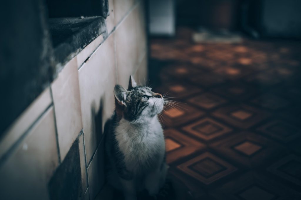 Cat, pet, nature — Key Advantages of Online Shopping