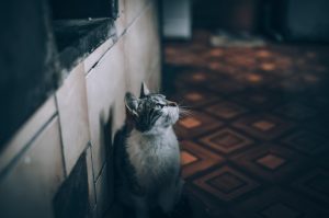 Cat, pet, nature — Key Advantages of Online Shopping