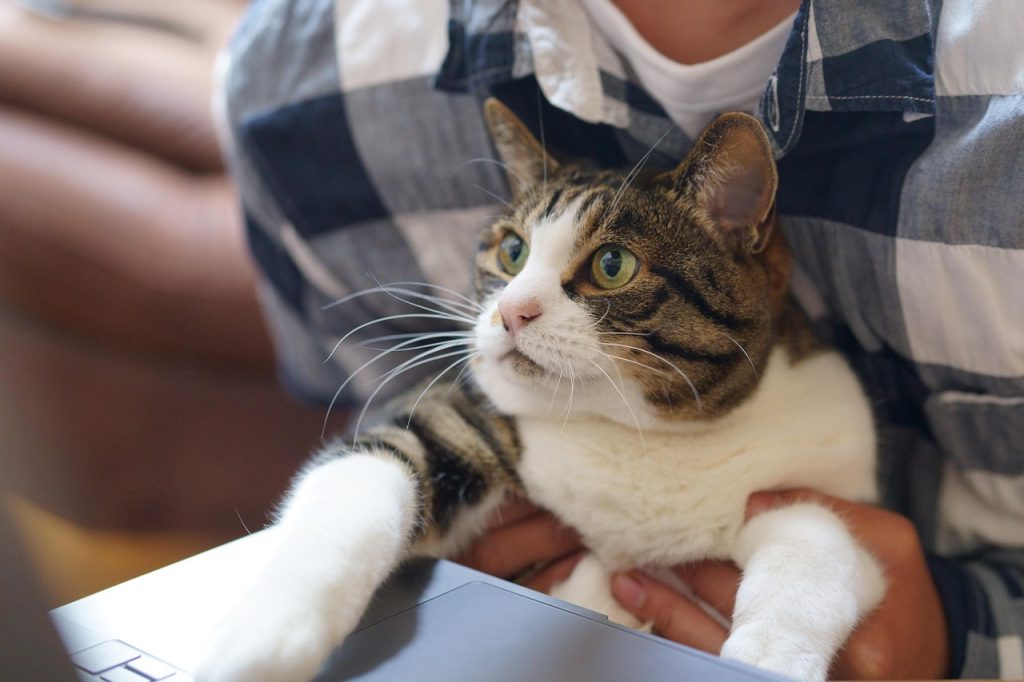 Cat, animal, work — Need of Dumpstermaxx Dumpster Rentals for Removing Gutter