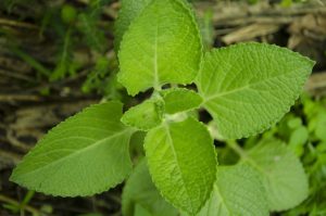 Oregano, leaves, green — New Jersey's Beacon of Hope: Leading Drug Rehab Facilities