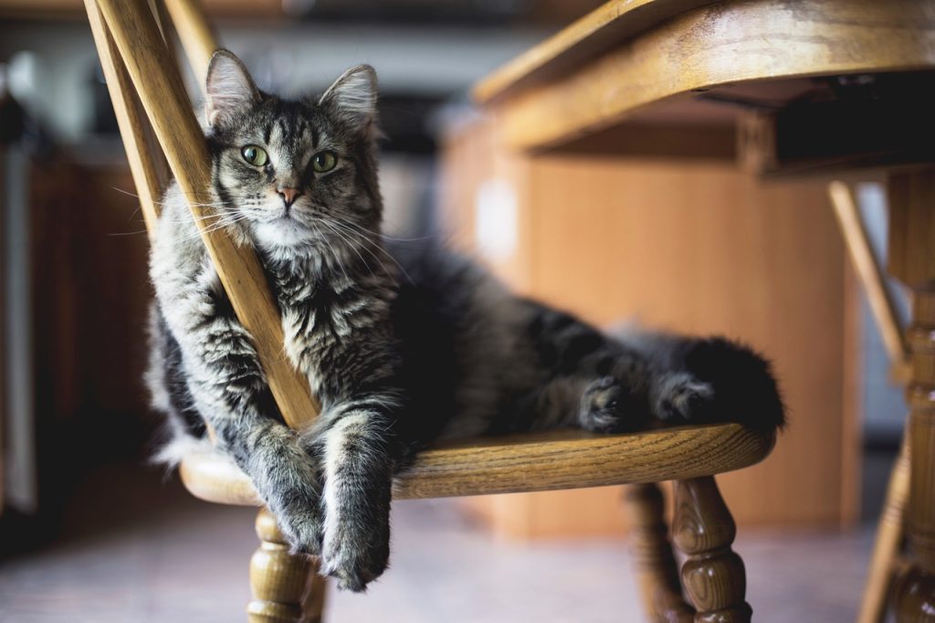 Animal, cat, feline — Purchasing Replacement Sofa Cushions