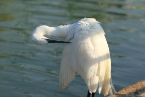 Bird, little egret, water — Reasons to Hire a Professional Cleaning Service Provider