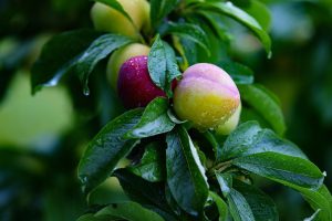 Pear, fruit, pears — Stuart Piltch Promoting a Culture of Consistent Wellness and Balanced Living