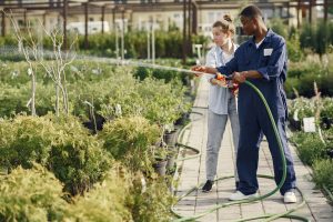 Two gardeners watering plants in a greenhouse, promoting teamwork and horticulture care. — The Benefits of Pavers for Long-La