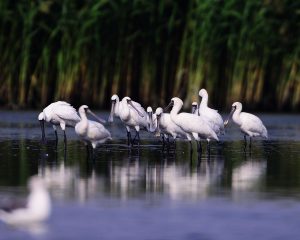 Birds, ornithology, spoon-bill — The Great Location: Windsor Farms Conway Sc- You Can Find The Perfect Place To Live, Work An