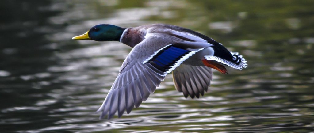 Duck, water bird, flight home — Things To Know About Condominium Fee