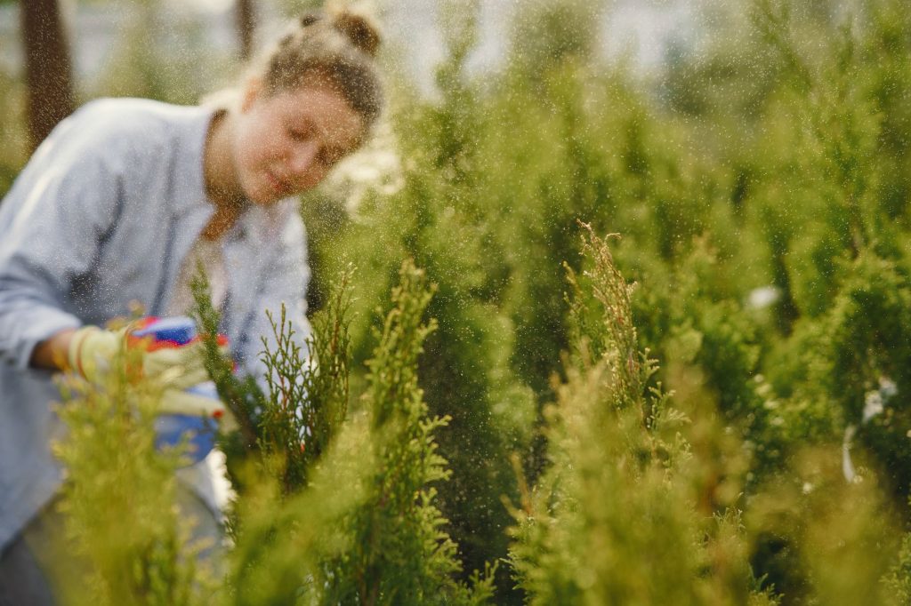 A gardener sprays water on bushes for fresh growth. Outdoor horticulture scene. — Where you can Locate the home inside your L