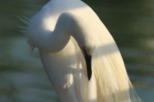 Bird, little egret, white — Why Ceiling Tile Deep Cleaning in Florida Restores Aesthetic Appeal