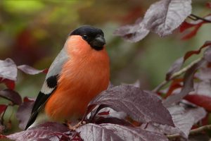 Bullfinch, bird, sitting — Year-Round Enjoyment: Garden Rooms for All Seasons
